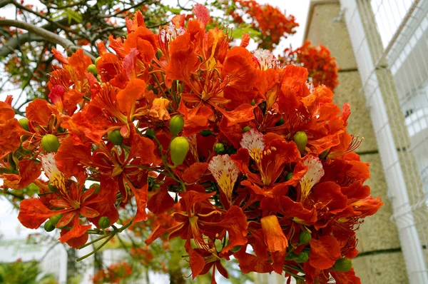 Flame of the forest tree