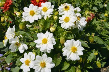 Dahlia dahlietta serisi beyaz