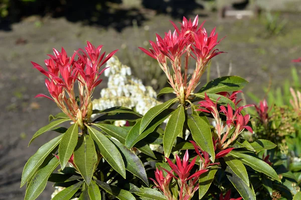 Pieris Forest Flame red leaves — Stock Photo, Image