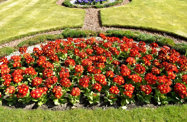 Polyanthus Pacific Giants parterre de fleurs — Photo