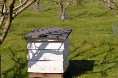 Meyve ağaçları pollinating için kullanılan arı kovanı