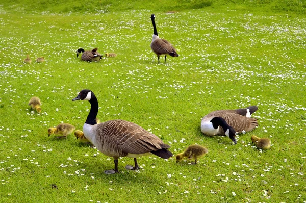 Canadian Geese and goslings — Stock Photo, Image