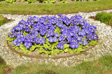 Primula Crescendo mavi tonları