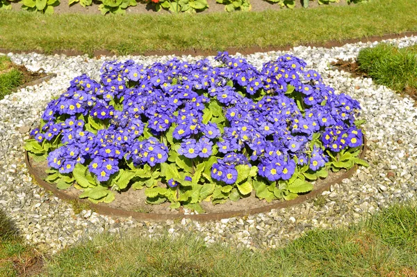 Primula Crescendo tonos azules — Foto de Stock