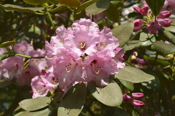 Rhododendron Natale Cheer — Foto Stock
