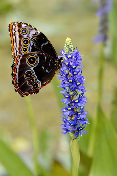 Blue Diadem Butterfly on a marsh orchid — Stock Photo, Image