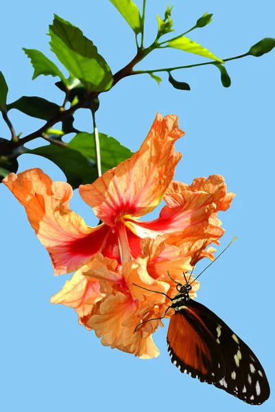 Hibiscusrosa senensis에 Heliconius 하면 나비 — 스톡 사진