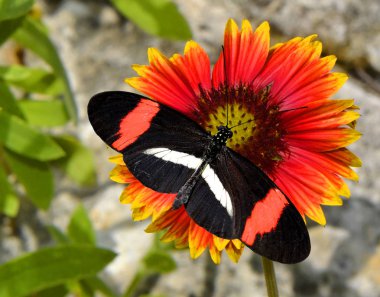 Koyu kırmızı-yamalı Longwing kelebek üstüne bir battaniye çiçek