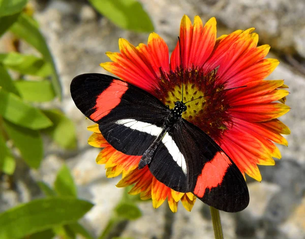 Crimson-patched Longwing Butterfly on a Blanket flower — Stock Photo, Image