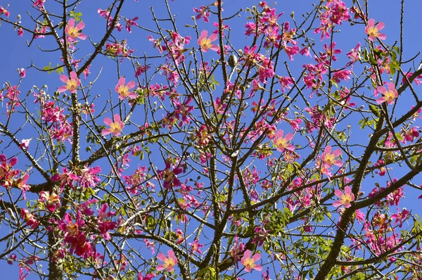 Фланець Шовкового дерева квіти — стокове фото