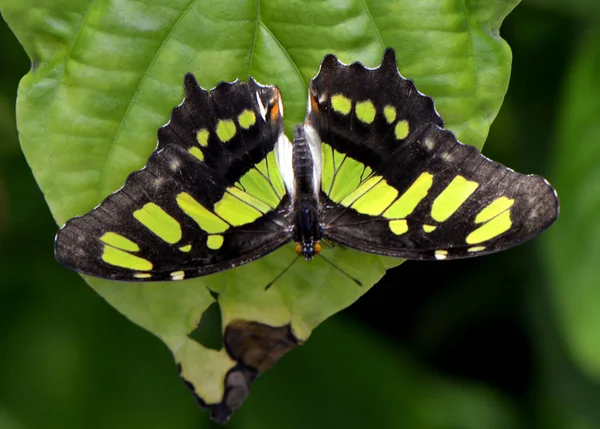 Una farfalla di malachite — Foto Stock