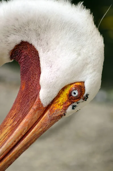 Pellicano bianco americano — Foto Stock