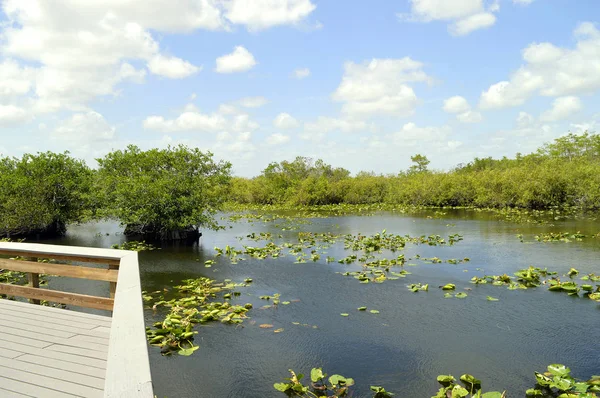 Parcul Național everglades — Fotografie, imagine de stoc