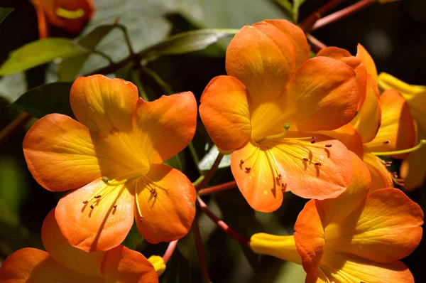 Tropical Rhododendron simbu sunset — Stock Photo, Image