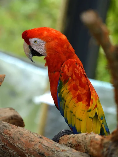 Scarlet macaw parrot — Stock Photo, Image