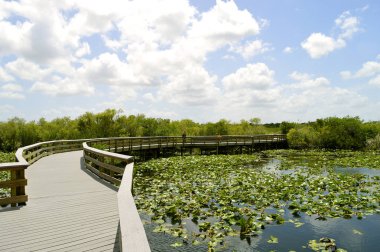 Everglades Ulusal Parkı