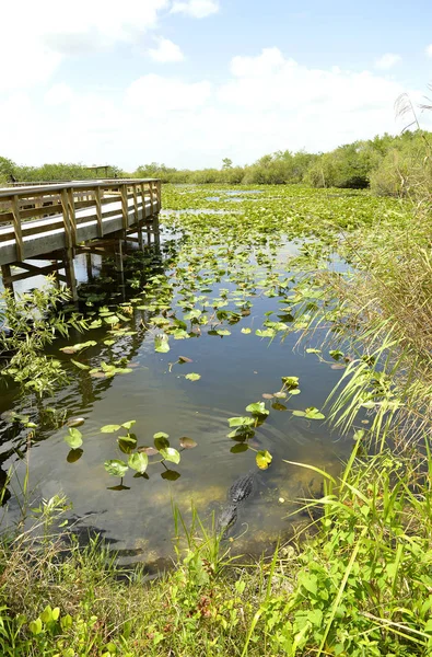 Parque Nacional Everglades Fotos de stock libres de derechos