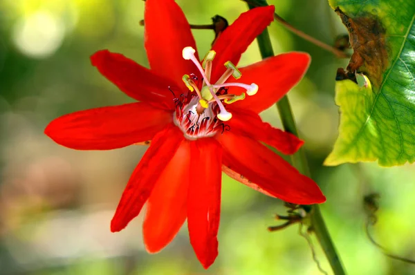 Passiflora Susan Joy — Stockfoto