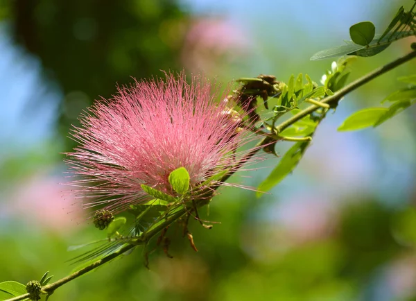 Calliandra surinamensis fiore — Foto Stock