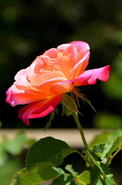 Una sola flor de rosa —  Fotos de Stock