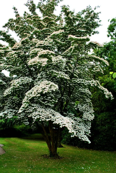 Cornus kousa chinesis — Foto Stock