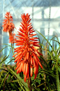 Aloe arborescens Compton clipart