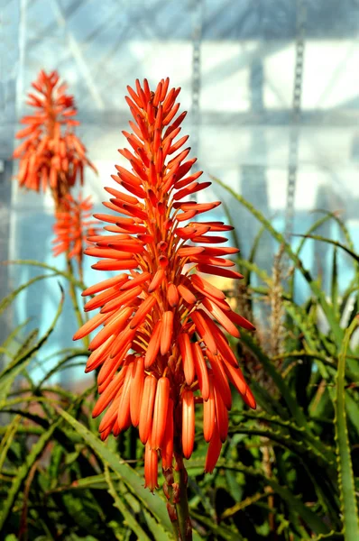 Aloe arborescens Compton
