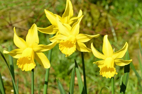 Fiori gialli narcisi — Foto Stock