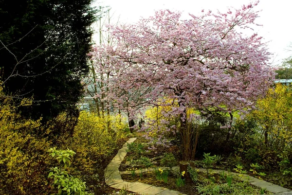 庭の春の花 — ストック写真