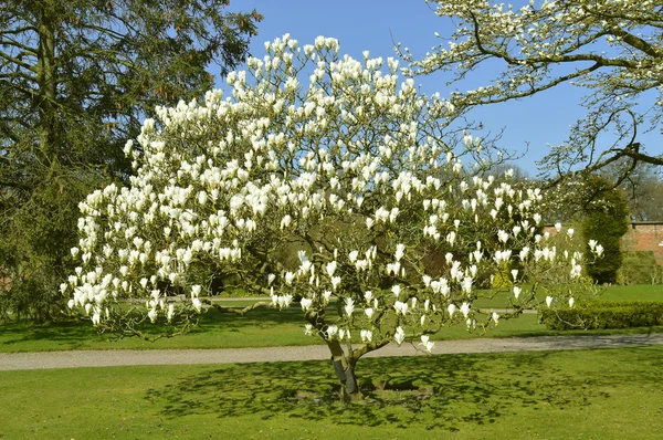 Floración del árbol de Magnolia en primavera —  Fotos de Stock