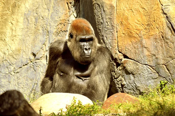 Síkvidéki gorilla ül — Stock Fotó