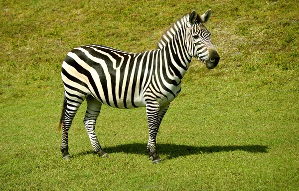 Zebra de Burchell — Fotografia de Stock