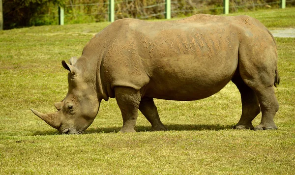 Rhinoceros eating — Stock Photo, Image