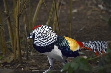 Pheasant Lady Amherst clipart