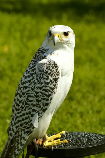 Jaktfalk — Stockfoto