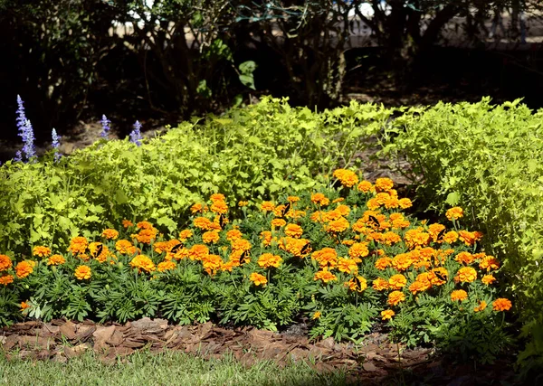 Africké marigold květiny s Banded řecké ševce — Stock fotografie