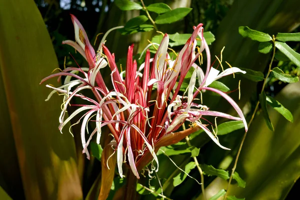 Crinum asiaticum flowers — Stock Photo, Image