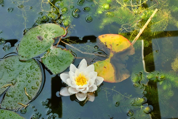 Waterlelie Nymphaea alba — Stockfoto