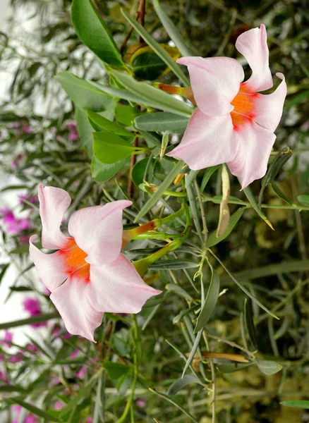 Mandevilla Krem Pembe Çiçekler — Stok fotoğraf