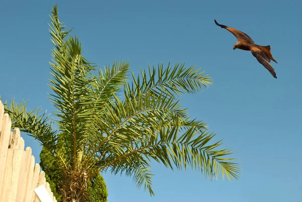 Common buzzard in flight over a palm tree in Spain — Stock Photo, Image