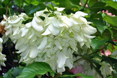 Beyaz Tropik Dogwood