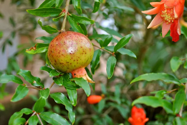 Dwarf Pomegranate — Stock Photo, Image
