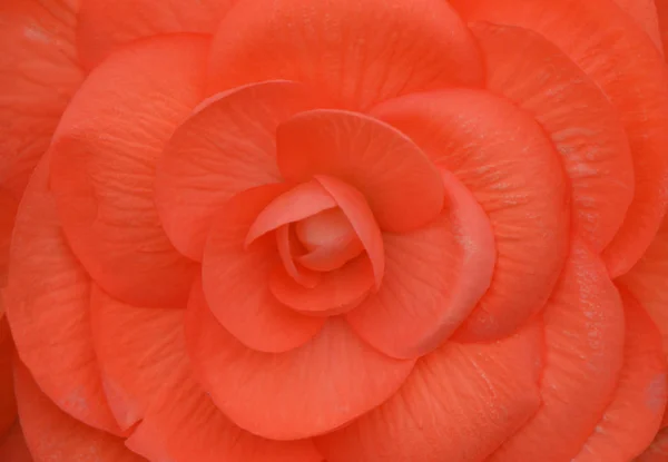 Begonia Gypsy flower — Stock Photo, Image