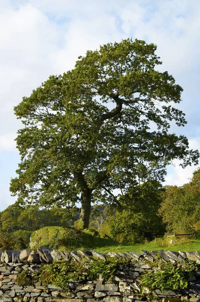 Ash Tree Latin Name Fraxinus Excelsior Cumbria — Stock Photo, Image