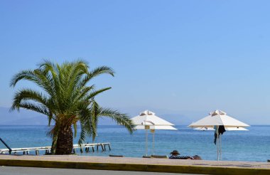 Korfu 'daki Ipsos Sahili' nde şempanzeler ve palmiye ağaçları.