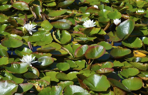 Waterlelies Latijnse Naam Nymphaea Alba Bloemen — Stockfoto