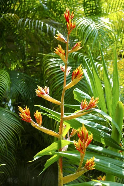 Aechmea Rubens Bromeliad Flowers — Stock Photo, Image