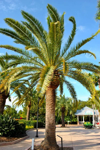 Palm Trees Florida Botanical Gardens — Stock Photo, Image