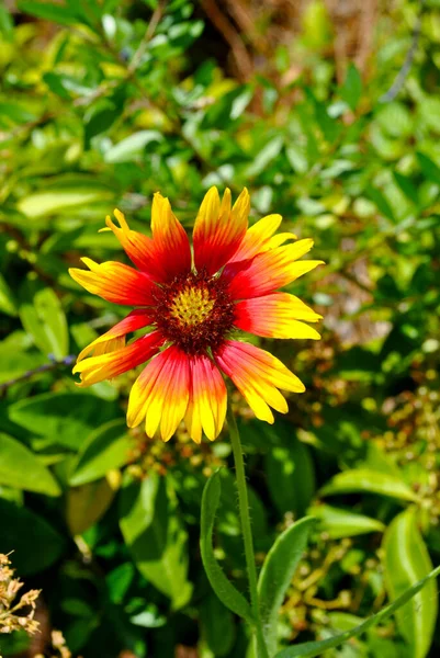 Koc Kwiat Łaciński Nazwa Gaillardia Pulchella — Zdjęcie stockowe