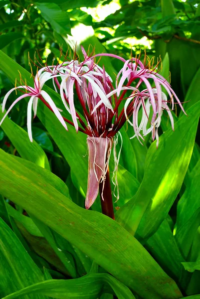 Crinum Asiaticum Commonly Known Poison Bulb — Stock Photo, Image